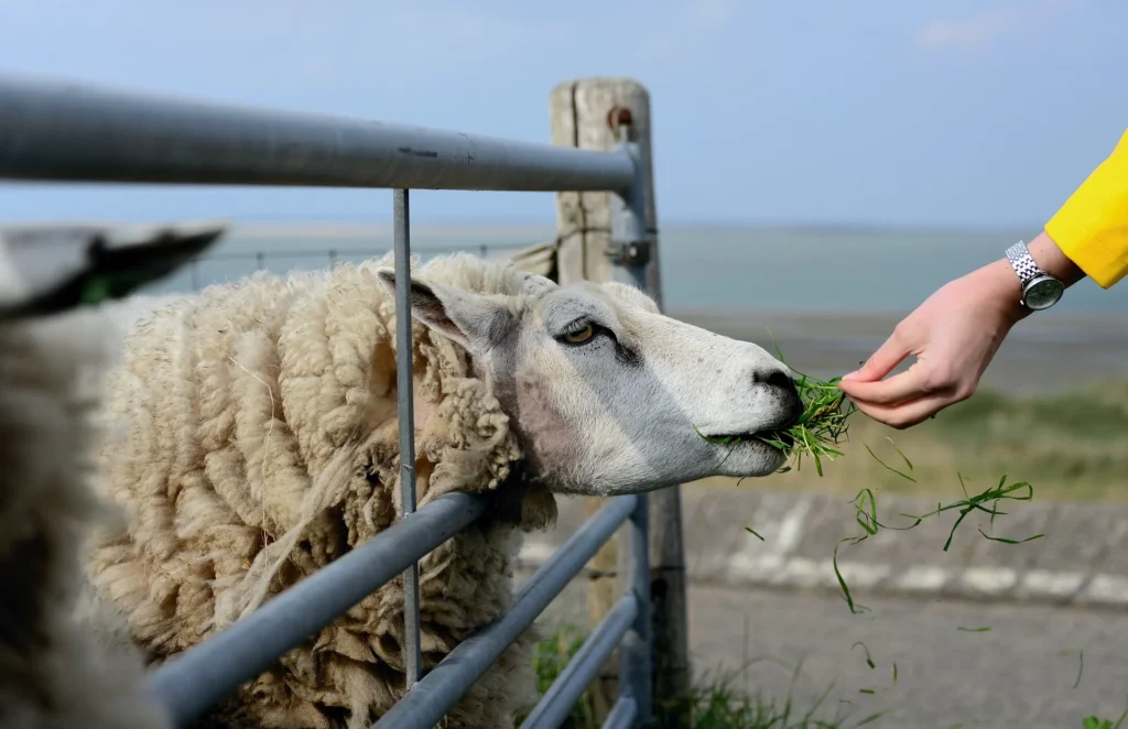 Dagje Waddeneiland